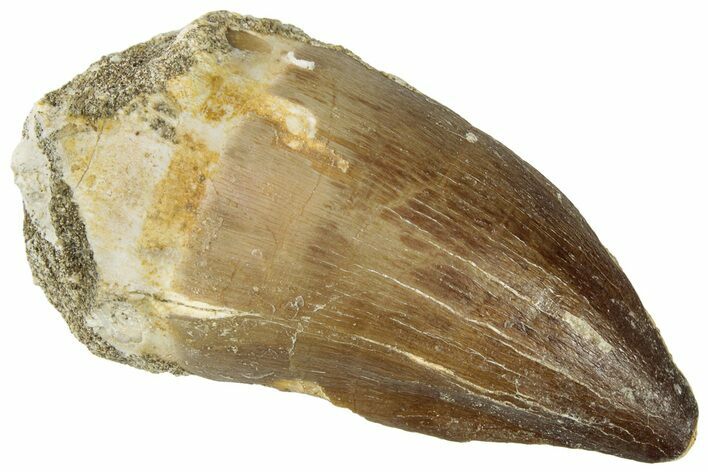 Fossil Mosasaur (Prognathodon) Tooth - Morocco #322621